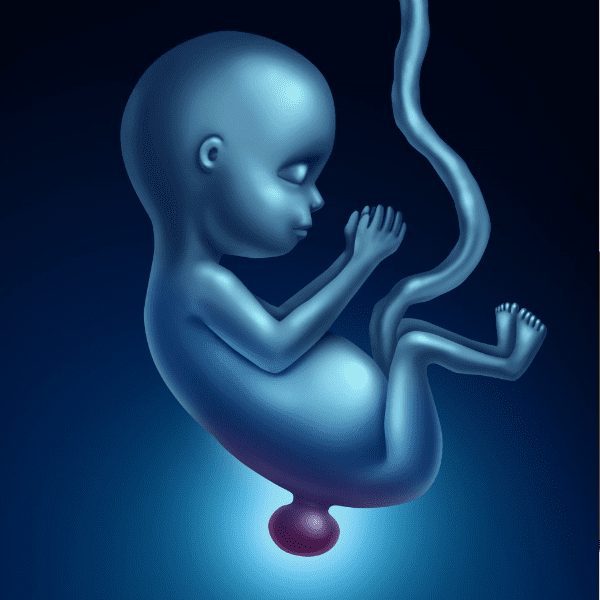 illustration of fetus with spina bifida