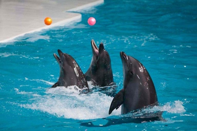 Dubai Dolphinarium 35