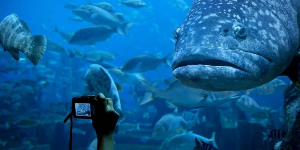 10 marine species to spot at dubai aquarium giant grouper gettyimages