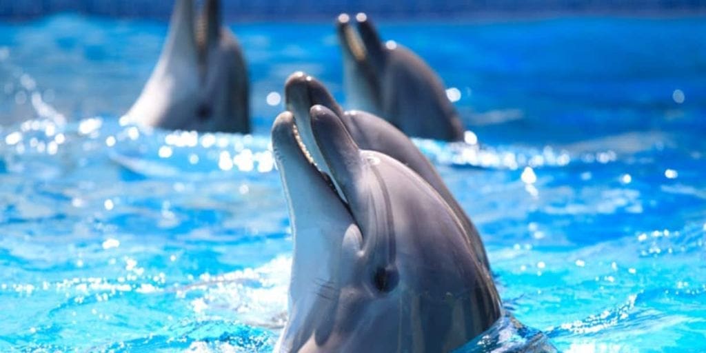 dubaidolphinarium1200x400jpg